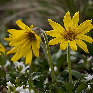 Arnica lessingii unspecified picture