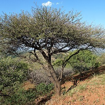 Acacia nilotica subsp. kraussiana unspecified picture