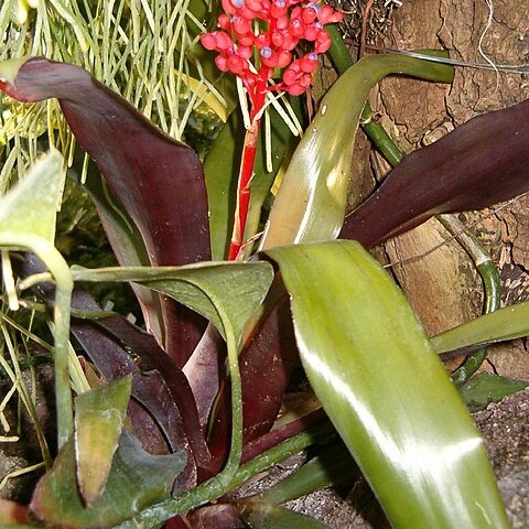 Aechmea miniata unspecified picture