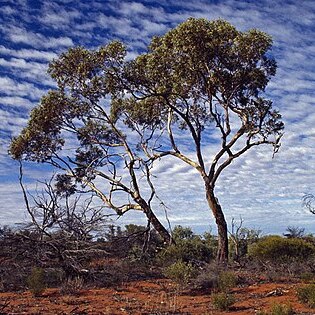 Eucalyptus socialis subsp. victoriensis unspecified picture