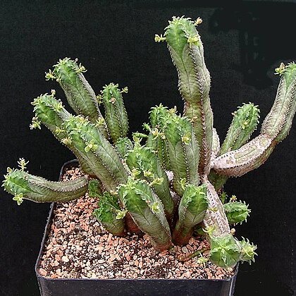 Euphorbia jansenvillensis unspecified picture