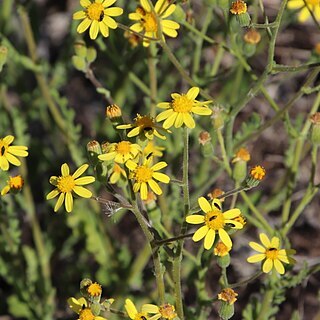 Senecio hastatus unspecified picture