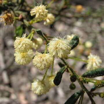 Acacia aspera unspecified picture