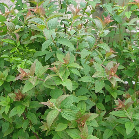 Spiraea hayatana unspecified picture