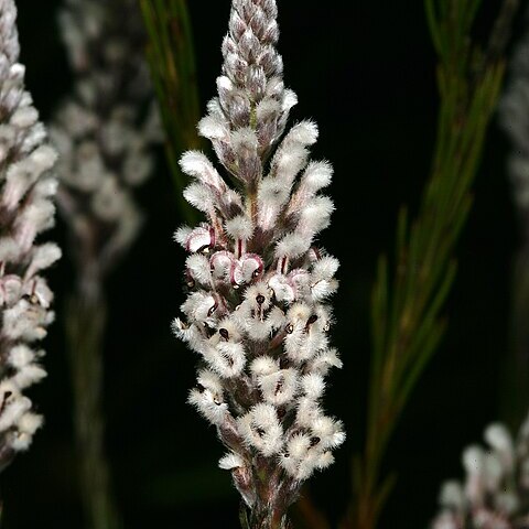 Spatalla propinqua unspecified picture