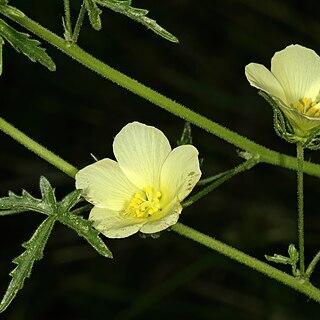 Pavonia transvaalensis unspecified picture