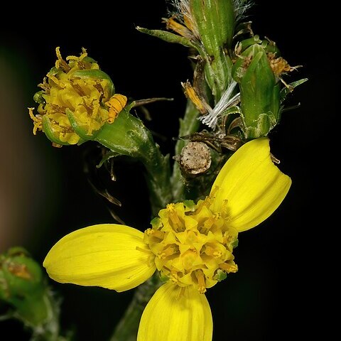 Senecio pubigerus unspecified picture