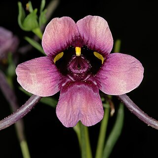 Diascia namaquensis unspecified picture