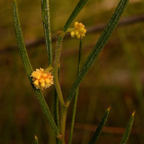 Acacia bynoeana unspecified picture