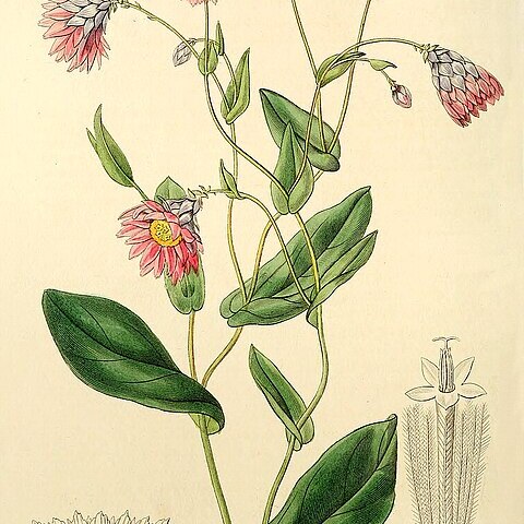 Rhodanthe manglesii unspecified picture