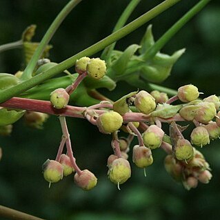 Sloanea grandiflora unspecified picture