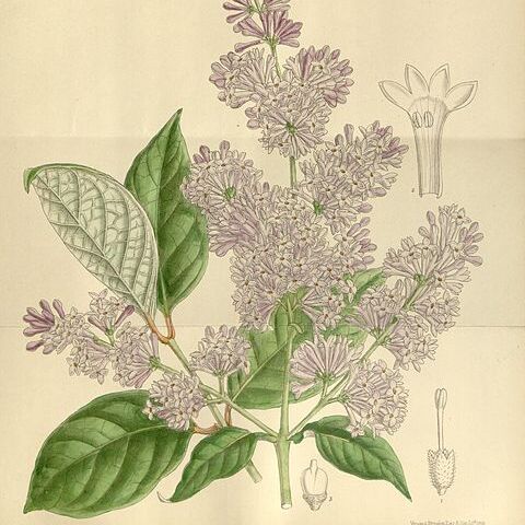 Syringa villosa unspecified picture