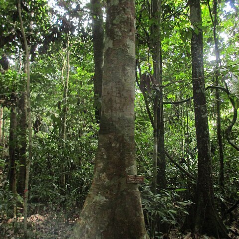 Hymenaea oblongifolia unspecified picture