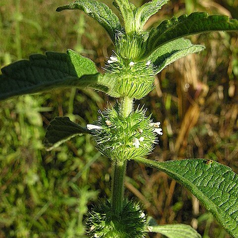 Leucas martinicensis unspecified picture