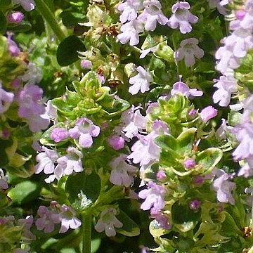 Thymus serpylloides unspecified picture