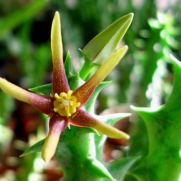 Orbea wissmannii unspecified picture