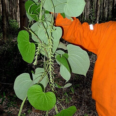 Dioscorea stegelmanniana unspecified picture