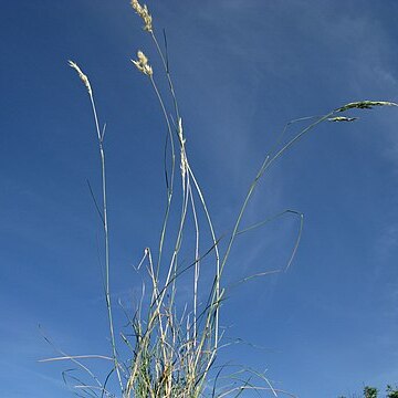 Rytidosperma richardsonii unspecified picture