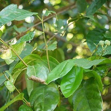 Blachia andamanica subsp. denudata unspecified picture