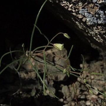 Linanthus filiformis unspecified picture