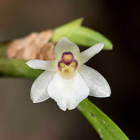 Scaphyglottis graminifolia unspecified picture