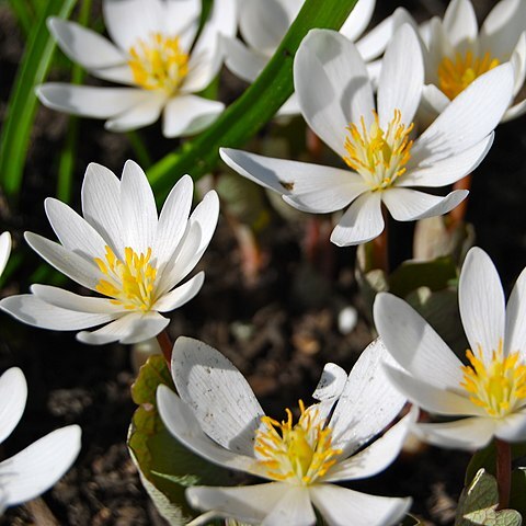 Sanguinaria unspecified picture