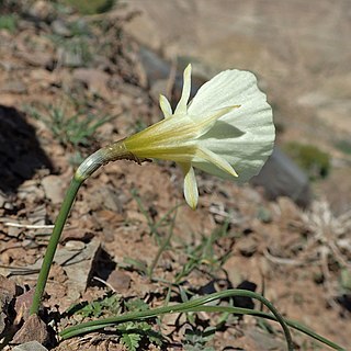 Narcissus peroccidentalis unspecified picture