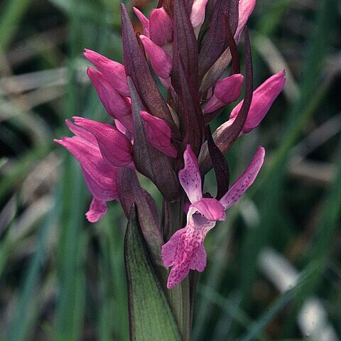 Dactylorhiza traunsteinerioides unspecified picture