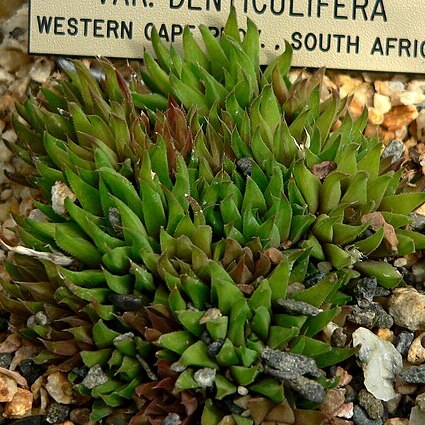 Haworthia chloracantha var. denticulifera unspecified picture