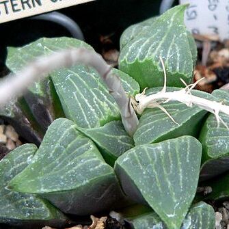 Haworthia pygmaea var. argenteomaculosa unspecified picture