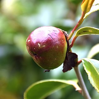 Camellia chekiangoleosa unspecified picture