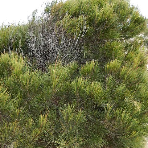 Allocasuarina thalassoscopica unspecified picture