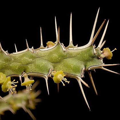 Euphorbia marsabitensis unspecified picture