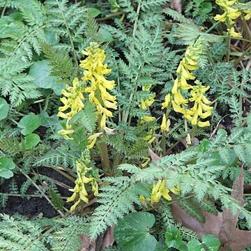 Corydalis cheilanthifolia unspecified picture