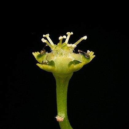 Euphorbia albipollinifera unspecified picture