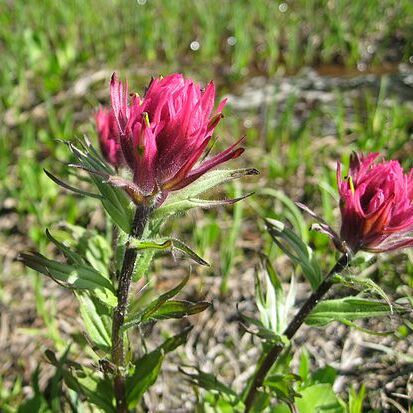 Castilleja parviflora var. oreopola unspecified picture