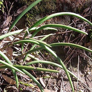 Dendrobium striolatum unspecified picture