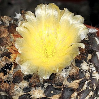 Copiapoa humilis unspecified picture