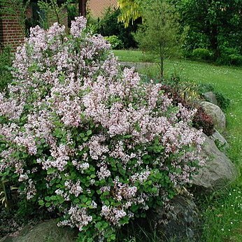 Syringa pubescens subsp. microphylla unspecified picture