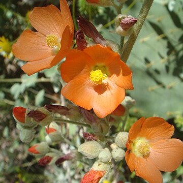 Sphaeralcea coulteri unspecified picture