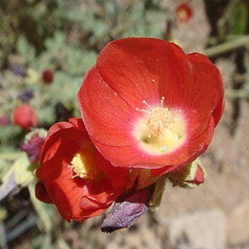 Sphaeralcea rusbyi unspecified picture