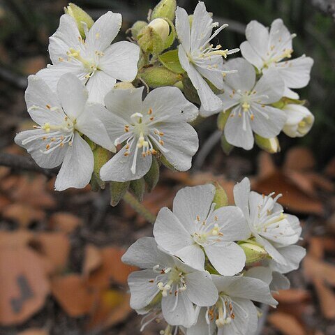 Dombeya spectabilis unspecified picture