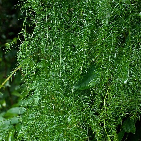 Asparagus cochinchinensis unspecified picture