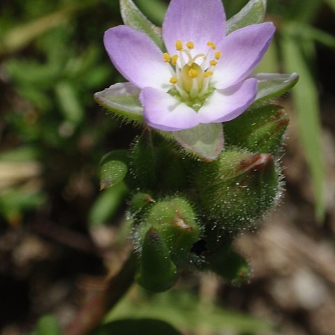 Spergularia macrotheca unspecified picture