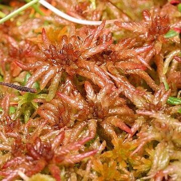 Sphagnum magellanicum unspecified picture