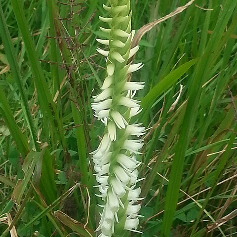 Spiranthes odorata unspecified picture