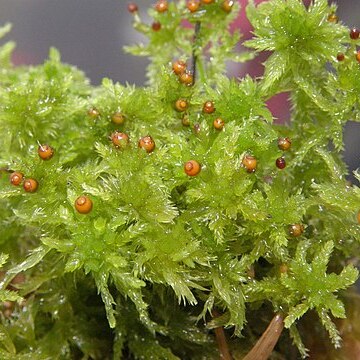 Sphagnum tenellum unspecified picture