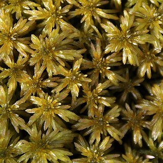 Sphagnum jensenii unspecified picture