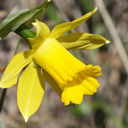 Narcissus nevadensis subsp. longispathus unspecified picture