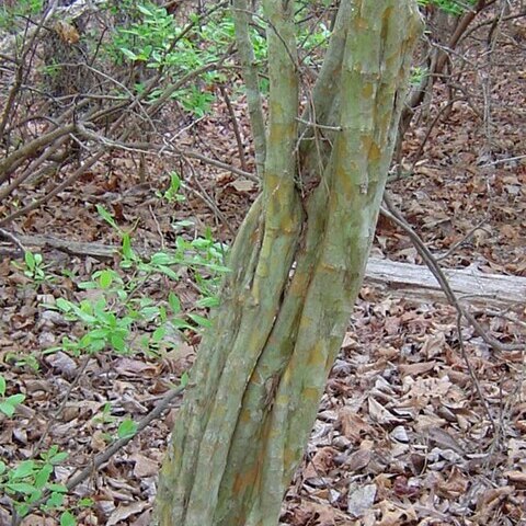 Crataegus spathulata unspecified picture